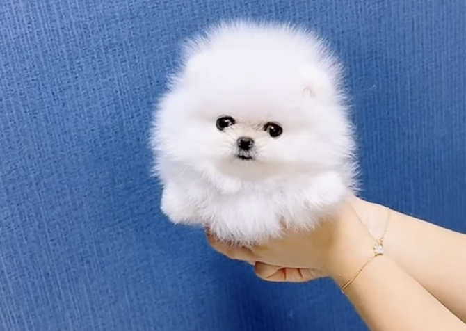 Pomeranian boo teddy bear yavrular